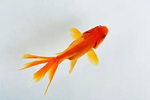 金鱼图片-金鱼图片大全-金鱼高清图片下载-图片网