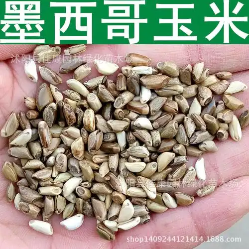 牧草种子 墨西哥玉米草种子 大刍草种子 1件=1斤