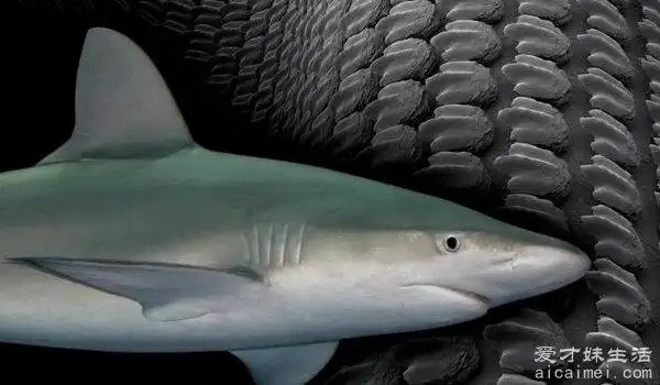 食人鱼能吃掉鲨鱼吗 只能吃死鲨鱼捡漏(咬不动鲨鱼皮)— 爱才妹生活