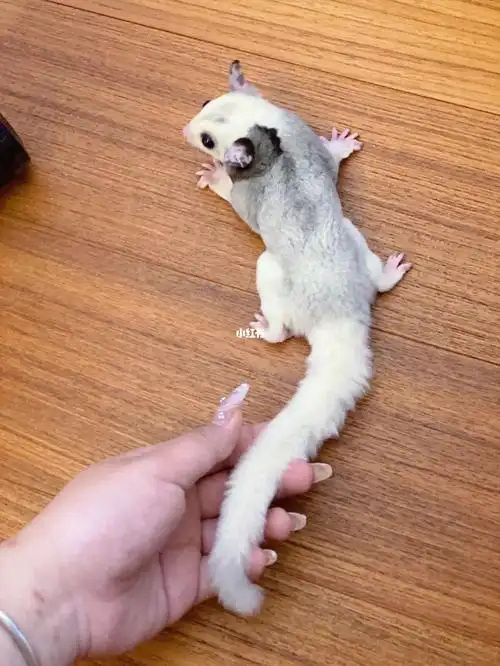 俺滴拼图蜜袋鼯小宝儿