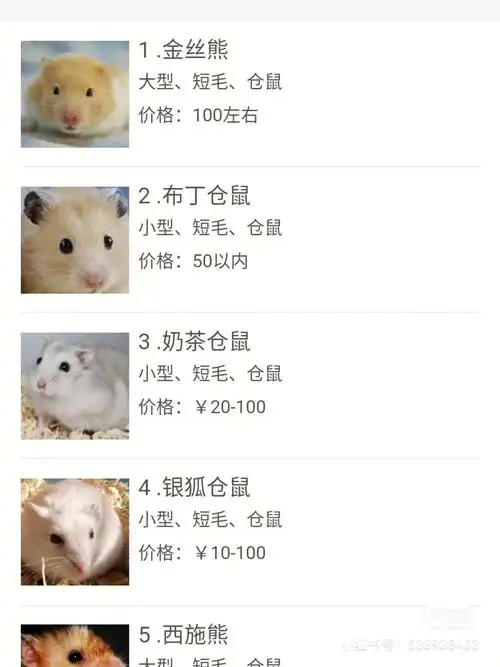 新手养哪个品种的仓鼠