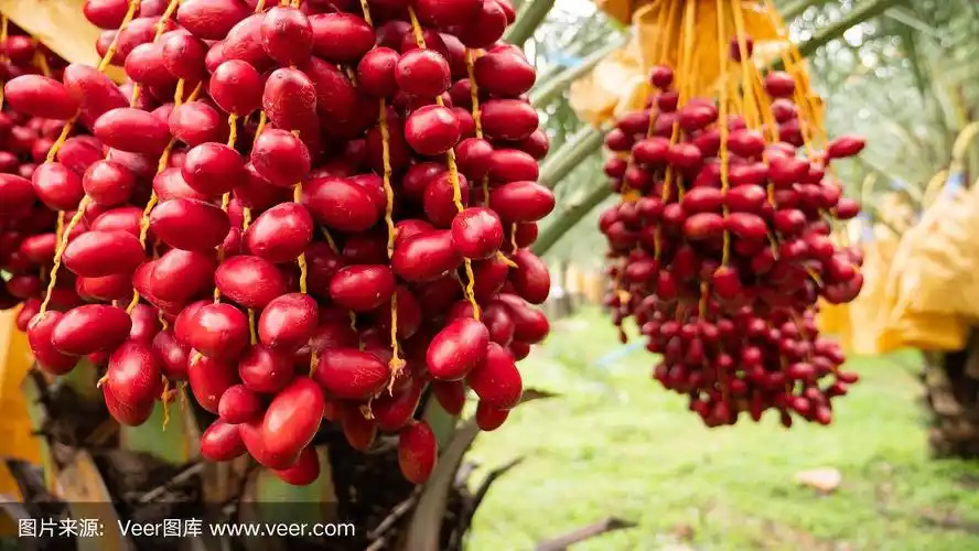 种植园里的枣椰树