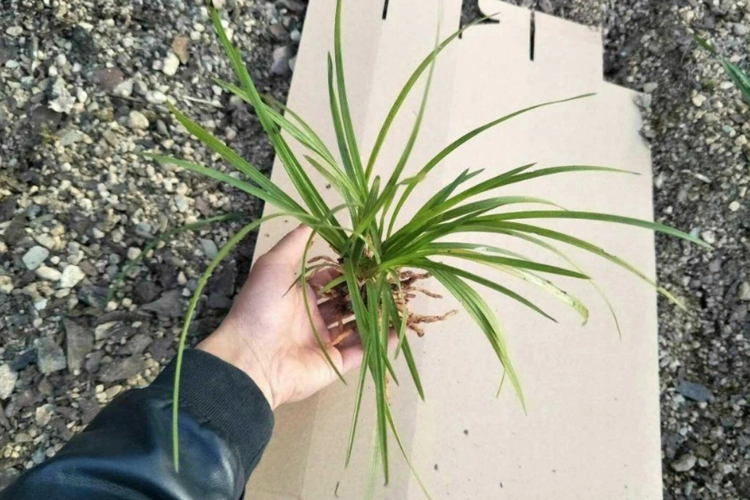 百喜草与宽叶草的区别