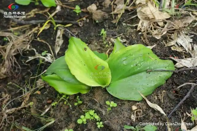 微博健康公开课##这个问题吃什么