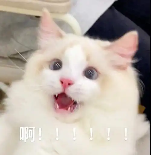 猫猫表情包