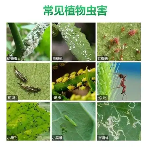 土壤小黑专用害虫地下蚜虫杀虫剂盆栽家用虫药杀虫剂卫生农药