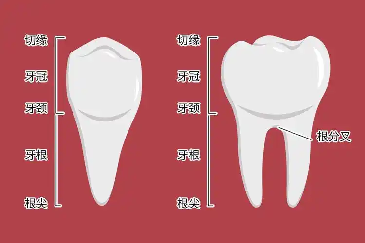 牙根颈三分之一图解图片