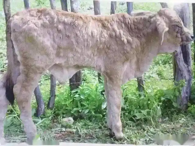 健康专栏牛结节性皮肤病防控知识