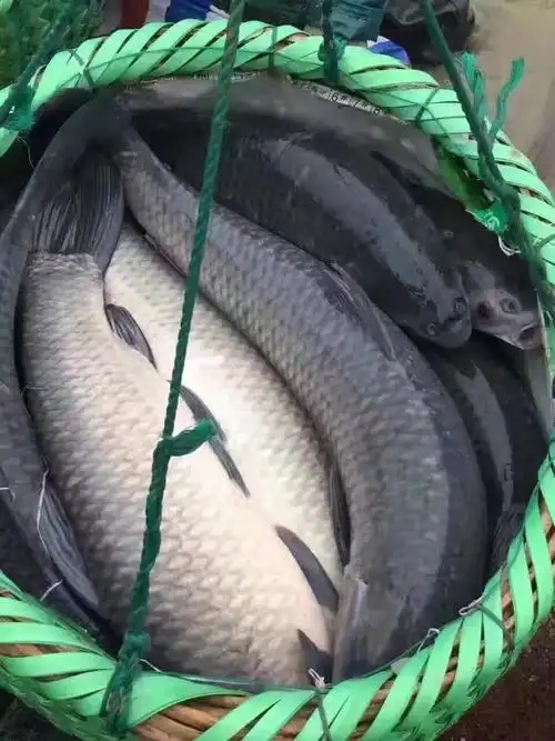 供应大厅  水产 青鱼 商品详情 吴乾昌水产养殖,长期供应垂钓场,水库