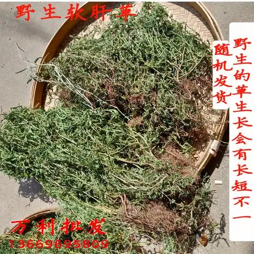 野生软肝草 铁甲草 乙肝草 益肝草 一斤 非种植-阿里巴巴