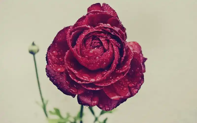 玫瑰花桌面壁纸高清