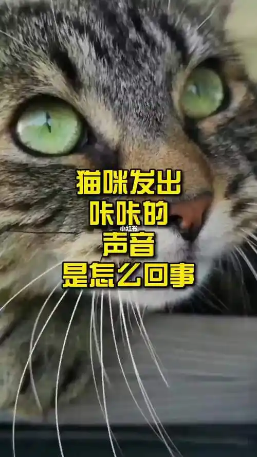 猫咪发出咔咔的声音是怎么回事