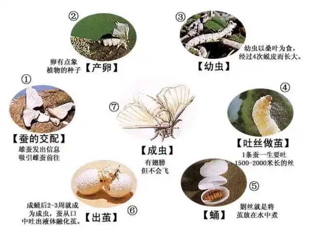 春蚕到死丝方尽,蜡烛成灰泪始干