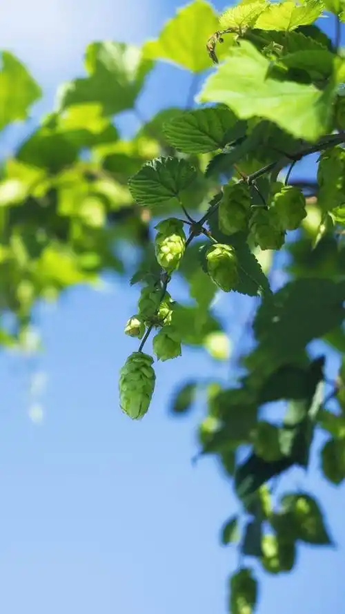 小清新,唯美意境,唯美鲜花,小清新,唯美,春天,手机壁纸春天来了