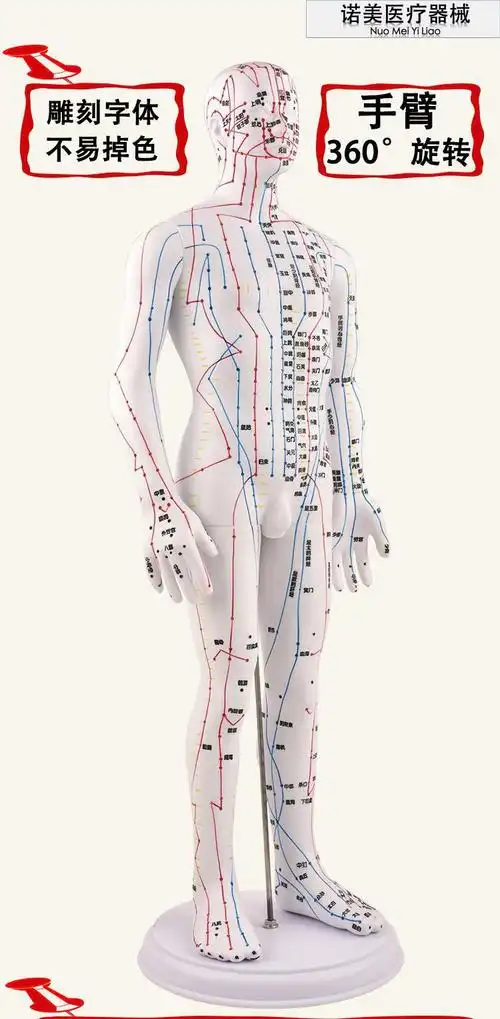 针灸穴位人体模型人全身中医十二经络小皮人经络图穴位模特可扎针白色