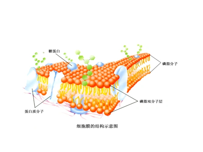 甘肃省会宁县第四中学高中生物课件必修一:42生物膜的流动镶嵌模型(共