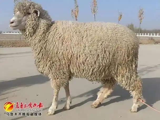 新疆再添一项国家级新品种细毛羊