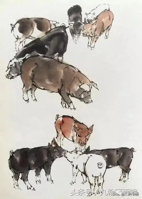 书画联盟丨国画猪的画法