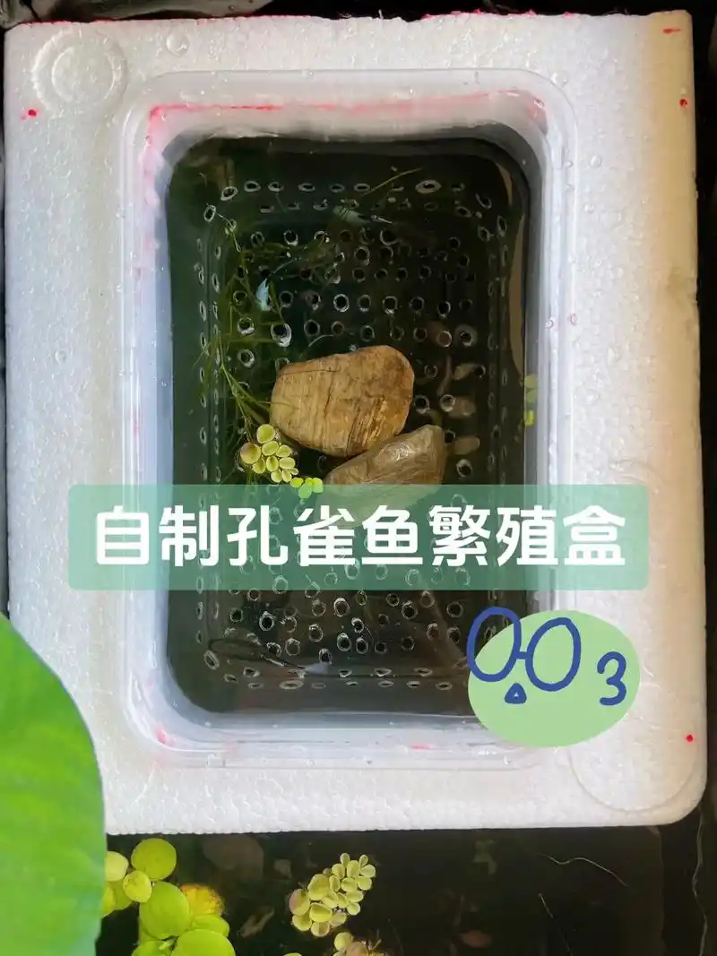 自制孔雀鱼繁殖盒.网上购买的繁殖盒尺寸总是不合适! 有一定动 - 抖音