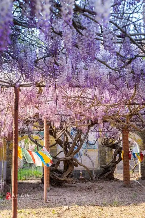 莱阳灵湖二中百年紫藤树美景欣赏一
