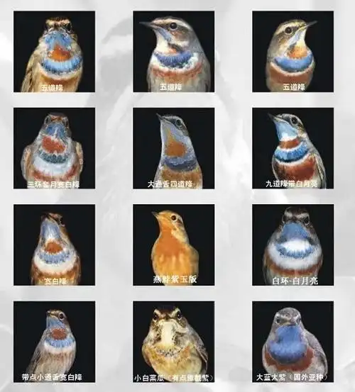 【浅谈l蓝靛颏鸟的饲养习性及图谱】| 靛颏协会