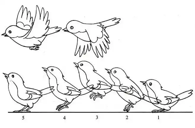鸟类动物的运动规律
