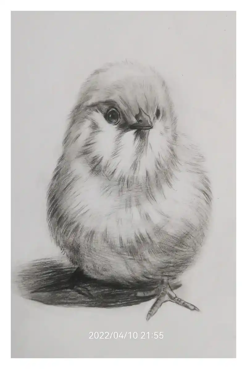 《小鸡仔》素描 - 抖音