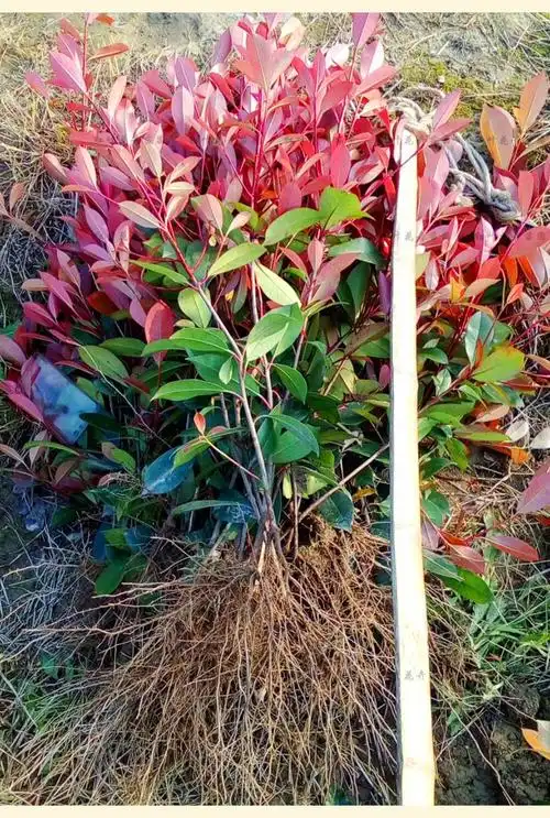 蜂后红叶石楠树苗四季常青庭院花卉红叶石楠篱笆景观绿化工程红叶石楠
