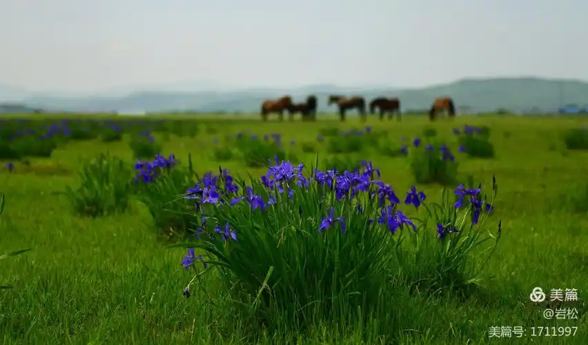 2020亚光湖湿地马兰花盛况