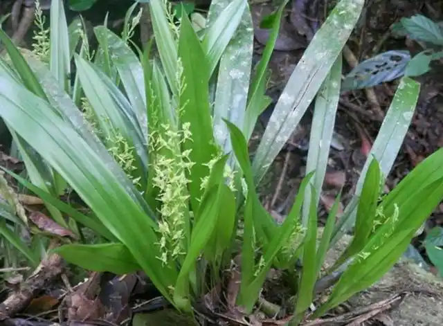 羊耳蒜人称见血清,能活血止血,消肿止痛,是水中工作人的福音