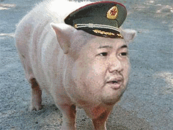 猪的高潮可以持续30多分钟!四条冷知识你知多少?