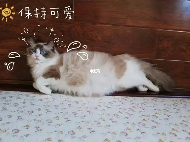 布偶和虎斑的混血宝宝找新家