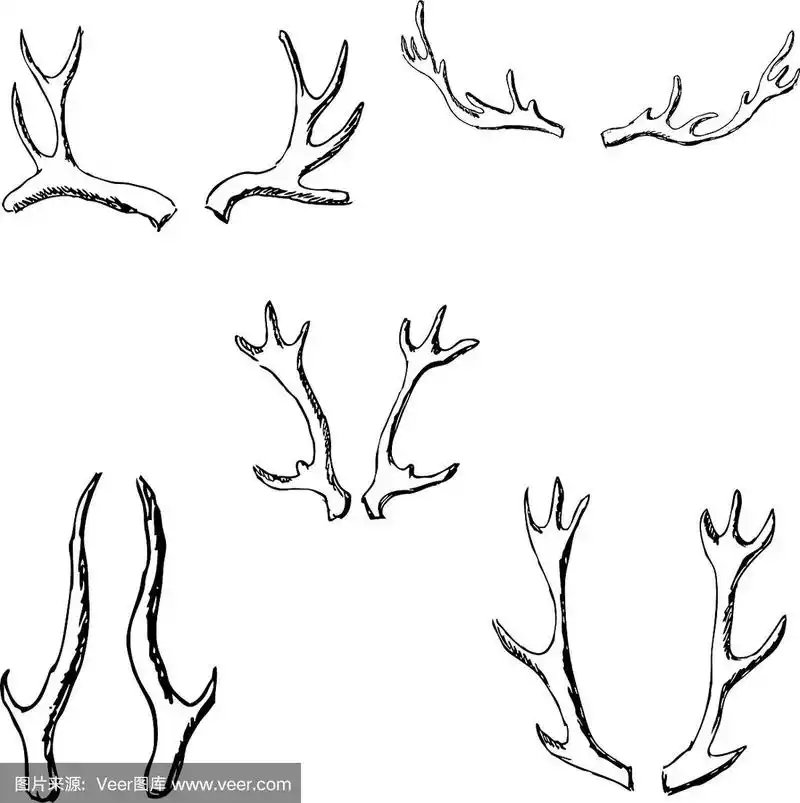 鹿角素描用铅笔手绘