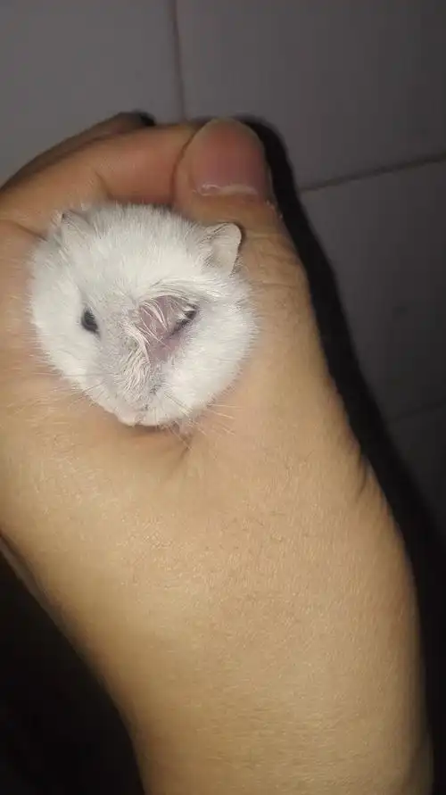 仓鼠眼睛肿大流脓,好几天了,怎么回事