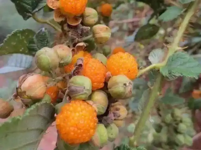 野果|植株|大红_网易订阅