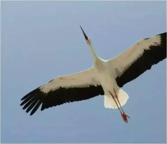 老人记录两只鸟的爱情每年异地半年每次飞跃16000公里相见