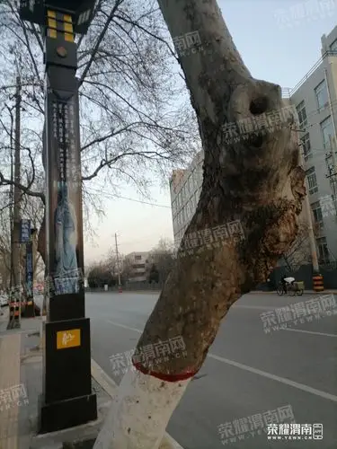 临渭区临街有颗骨骼清奇的"拐子树",没准以后还能成为"网红树".