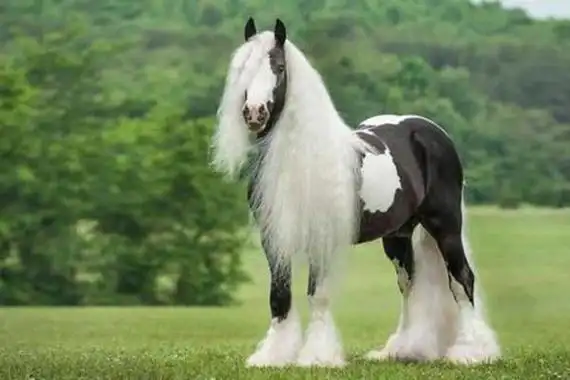 世界十大最贵的马 第一世界最古老价值十万美元 - 动物之最