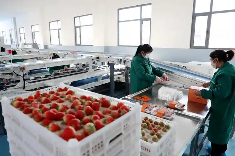 "空中"种草莓 科技范儿十足