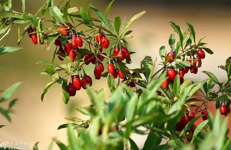 地头野生枸杞红似火