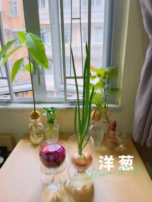 水培洋葱01教程