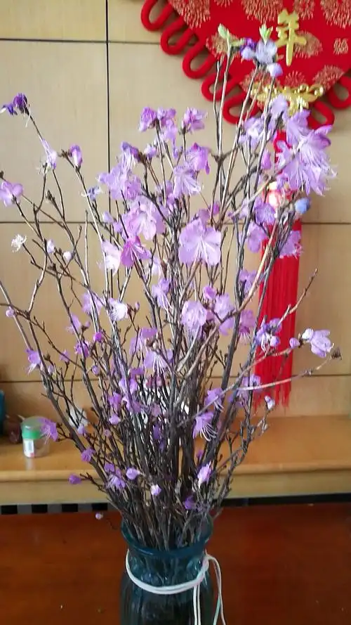 干枝杜鹃花儿开,凄美背后有谁知?