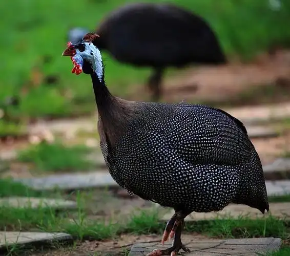 广西珍珠鸡苗01qw/南宁珍珠鸡苗/武鸣珍珠鸡苗/隆安珍珠鸡苗/横县珍珠