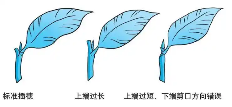 科学种植百问百答:如何进行茶树扦插?