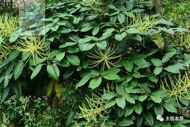 大泡通见过吗祛风活络强筋健骨治骨折挫伤风湿关节痛腰肌劳损