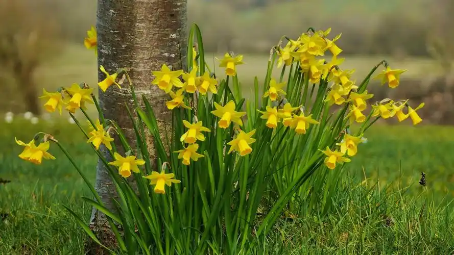 yellow daffodils flowers, tree, grass