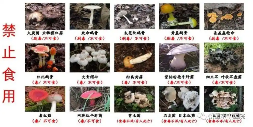 野生毒菌中毒的类型与特点在伞菌中 ,凡是菌柄上既有菌环又有菌托的