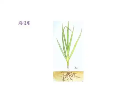 植物的根茎叶ppt