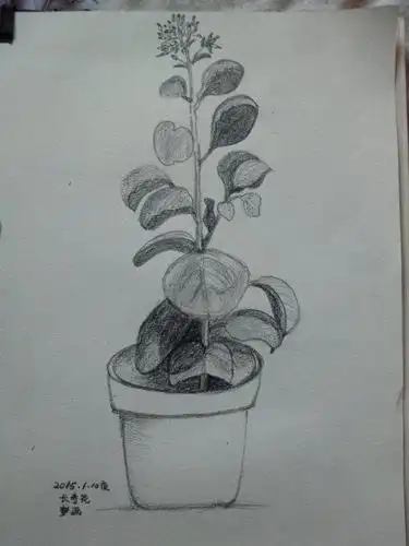 长寿花简笔画简单又漂亮