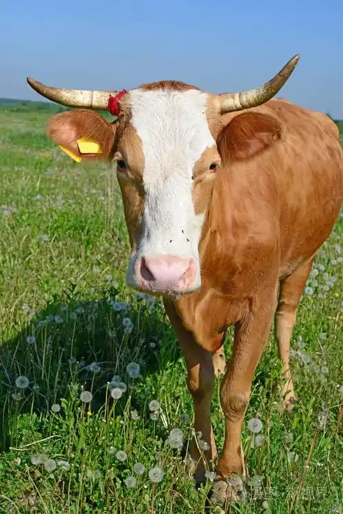 夏天牧场上的牛照片-正版商用图片13zfii-摄图新视界